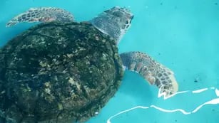 Con excelentes resultados, el tortugo Jorge cumplió un mes en Mar del Plata
