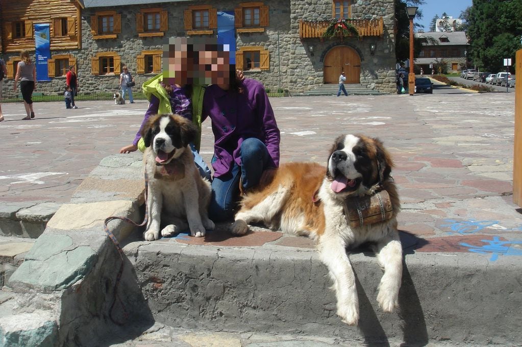 En Bariloche es común sacarse fotos con perros San Bernardo. Foto: Web