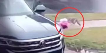 Video: un coyote atacó a una niña de dos años y su papá la rescató