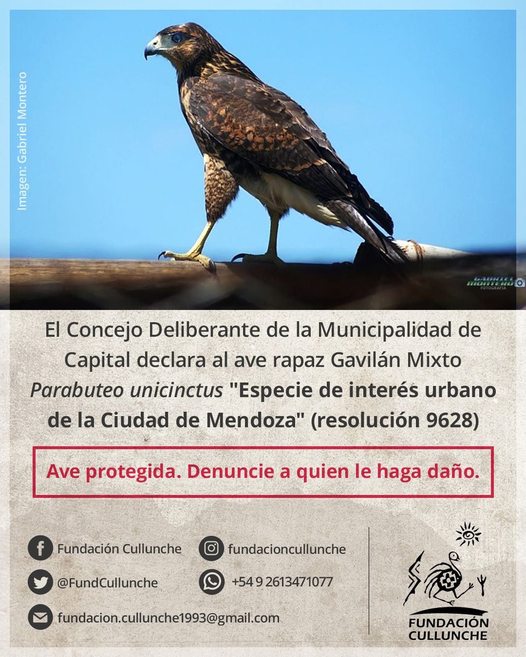 Las majestuosas aves que se ven más con más frecuencia en el centro y ayudan a controlar plagas: piden no atacarlas. Foto: Fundación Cullunche.