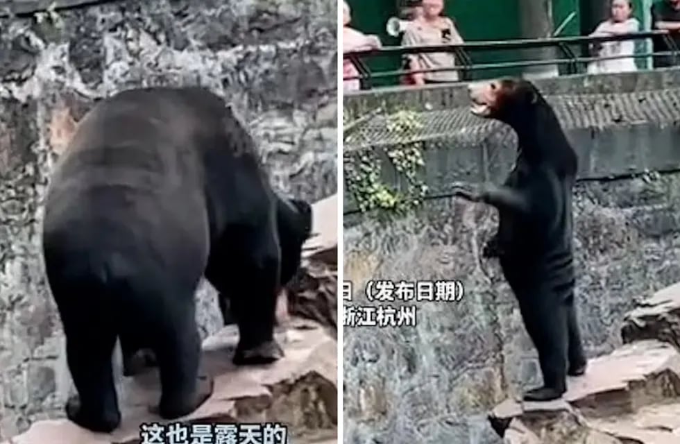 En las redes sociales se viralizó el video de un oso malayo en un zoológico de China. Lo que llamó la atención fue su contextura física y aseguran que es una persona disfrazada.