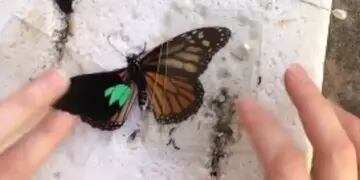 Operó a una mariposa a la que le faltaba un ala