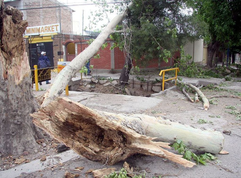 Las tormentas, temporales y granizadas dejaron unos 200 árboles caídos en el Gran Mendoza. Foto: Archivo Los Andes / Imagen Ilustrativa.