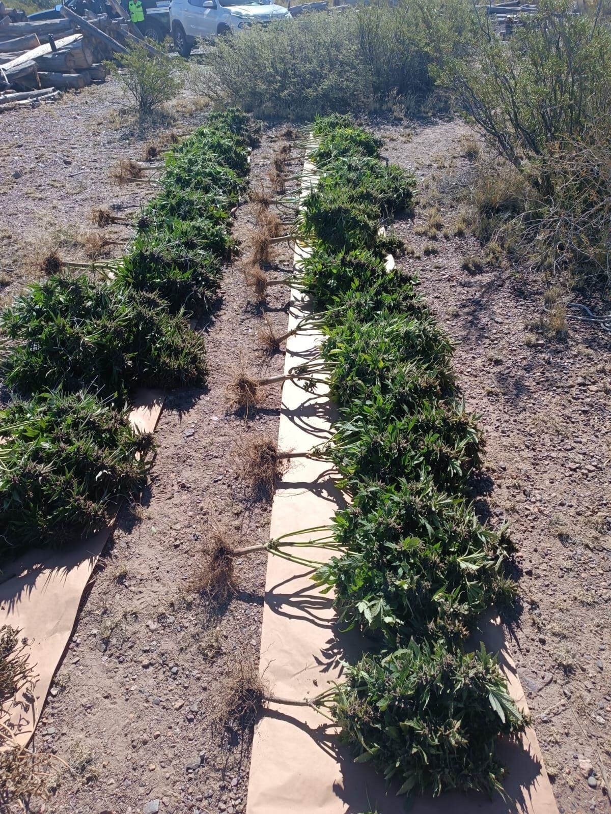 Las plantas de marihuana decomisadas en Uspallata. Gentileza Gendarmería Nacional.