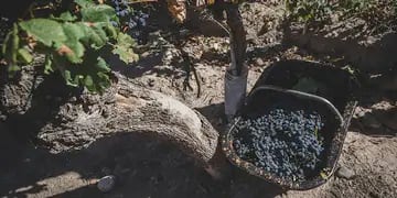 Malbec: 25 años de cambios en la industria del vino