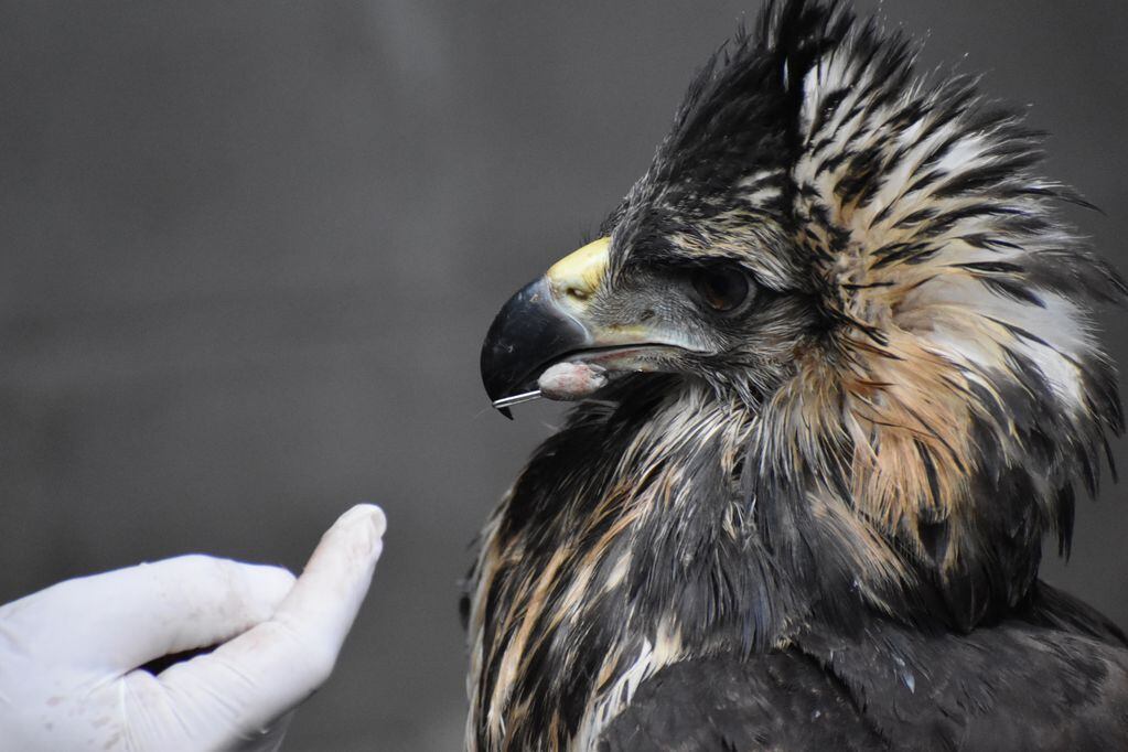 La impactante recuperación del águila coronada que fue encontrada moribunda  en Ñacuñán hace tres meses