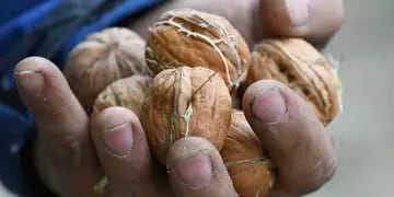El robo de nueces y cerezas golpea a los productores
