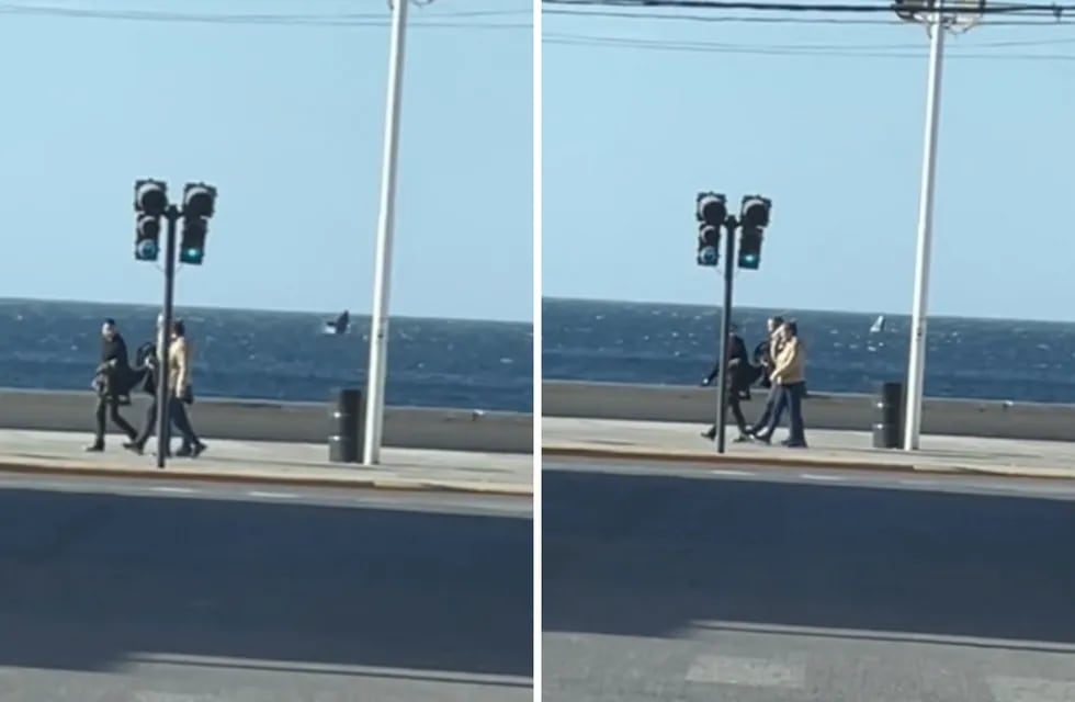 Una joven filmó desde el semáforo a una ballena que saltaba sobre el mar y a pocos metros de la costa.