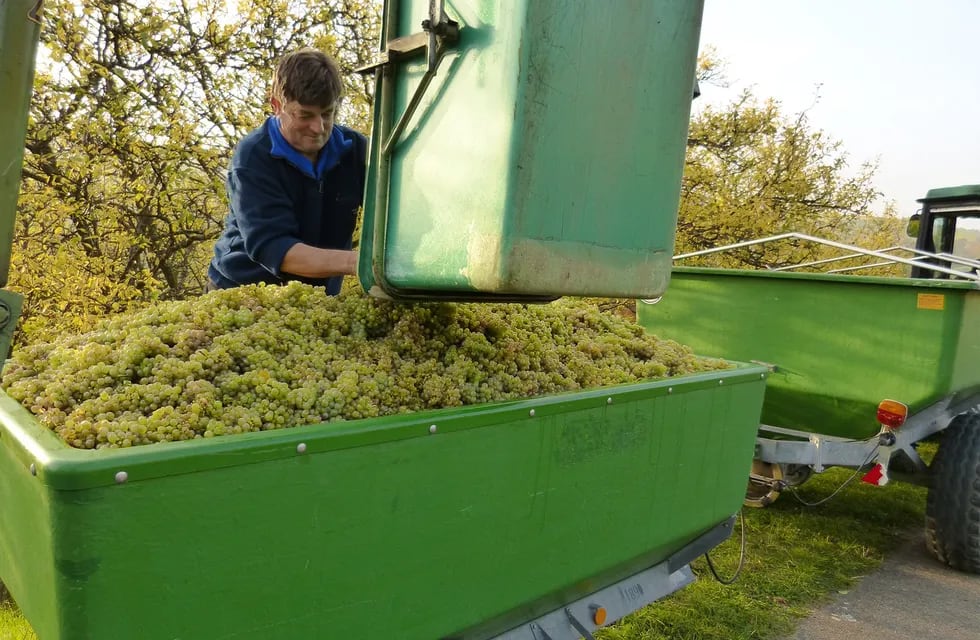 El Iscamen recordó las precauciones que se deben tomar en toda la cadena vitivinícola para evitar la dispersión de la lobesia botrana durante la cosecha