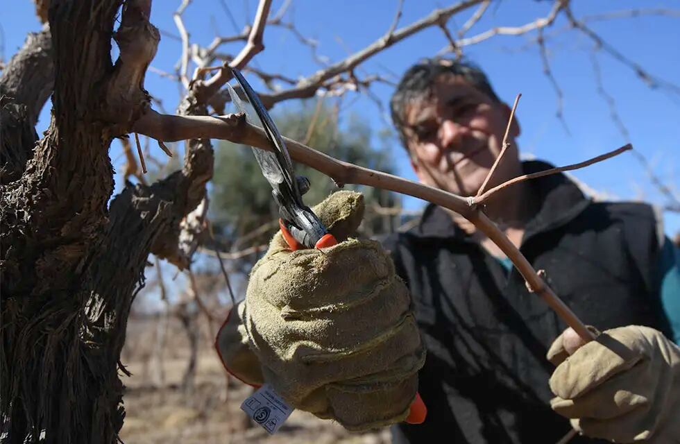 Aunque las contingencias climáticas afectaron a los viñedos, esto puede volver más trabajosa la tarea de preparar las plantas para la próxima temporada. Foto: José Gutiérrez /  Los Andes
trabajo rural, poda de vid