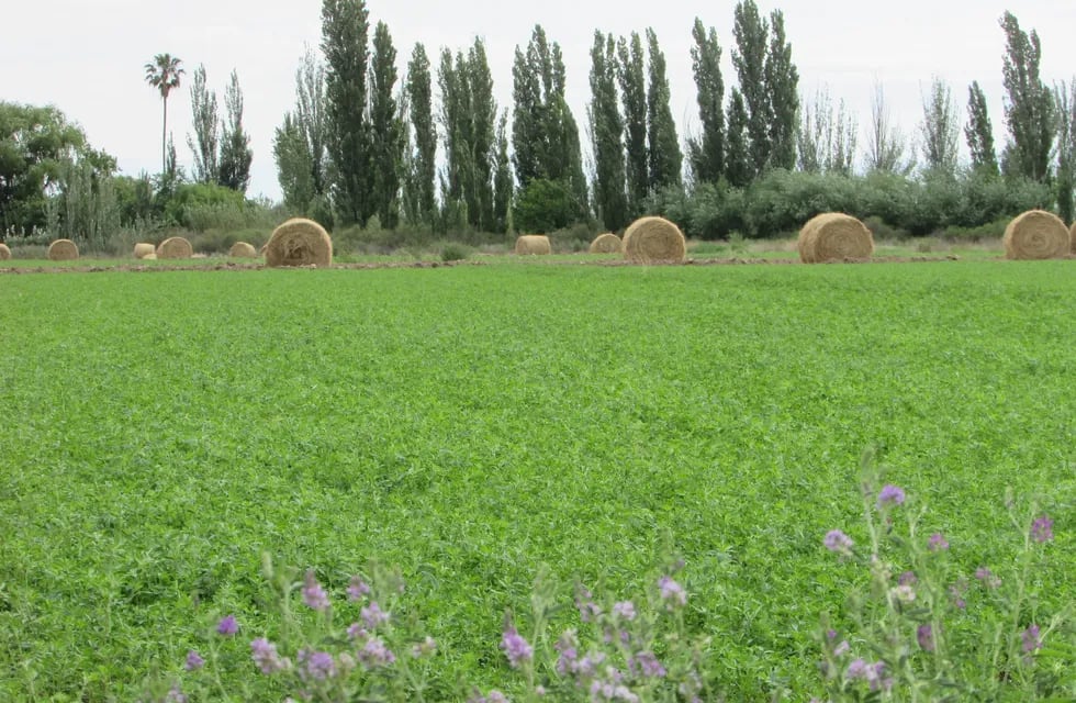 En la provincia crece el cultivo de alfalfa y se estima que ya hay 13.000 hectáreas. Gentileza: Diego Guerrero y Cecilia Rebora.