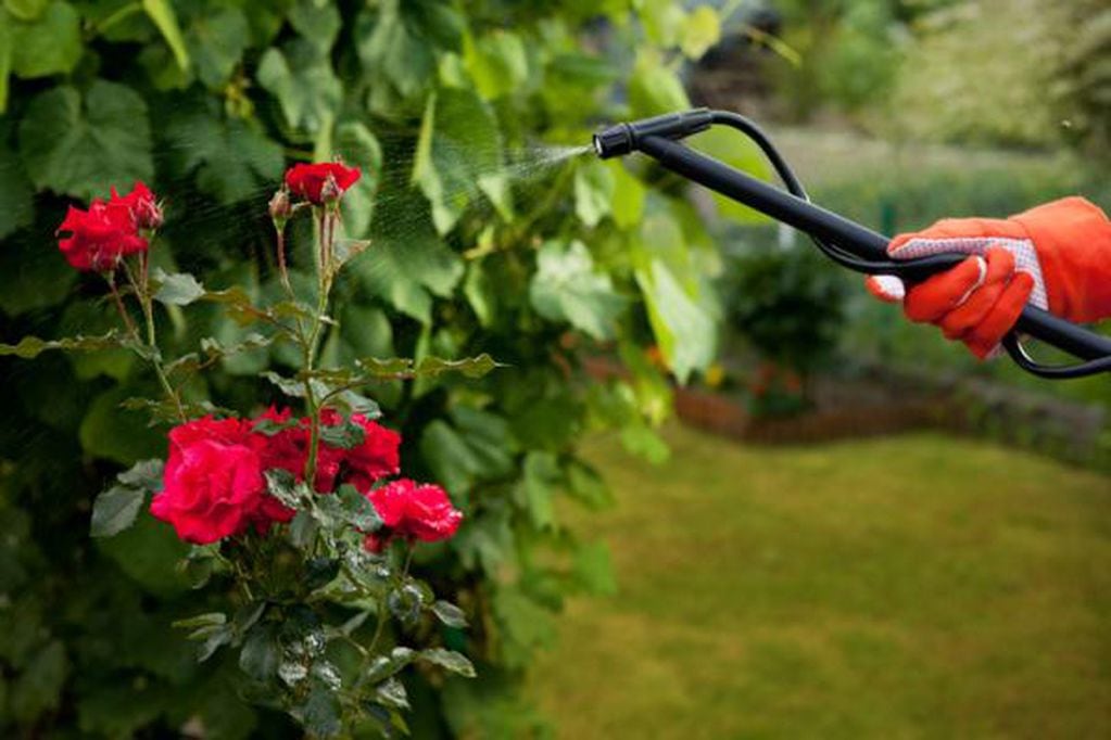Estos son los beneficios de usar vinagre sobre las plantas del jardín.