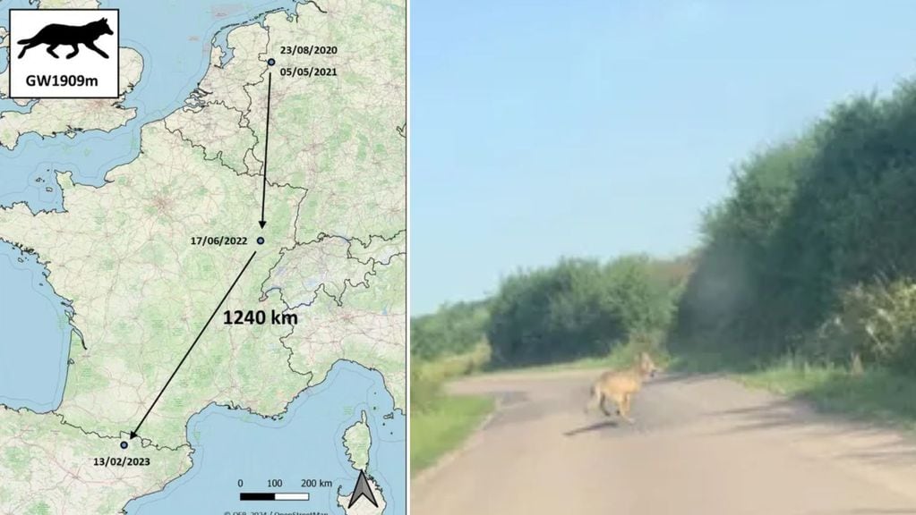 El mismo lobo fue avistado en Francia el 17 de junio de 2022, cuando un conductor capturó una fotografía
