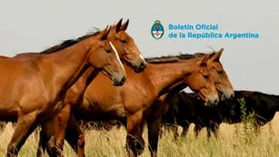 Prohíben la salida de caballos desde las provincias afectadas por un peligroso virus que es contagioso para los humanos