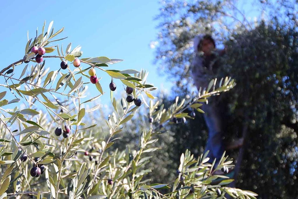 En la finca de la olivícola Laur ubicada en Maipú Matías y Raúl cosechan aceitunas para la producción de aceite de oliva.