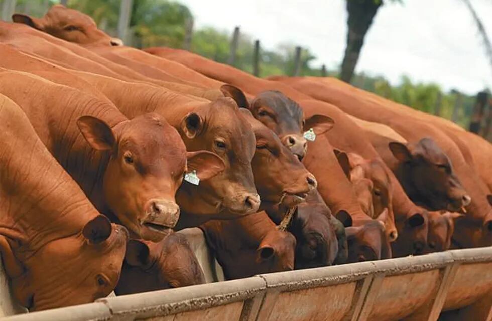 Un estudio insiste con la contaminación del ganado bovino