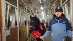 Presentaron el primer caballo clonado para deportes ecuestres en China