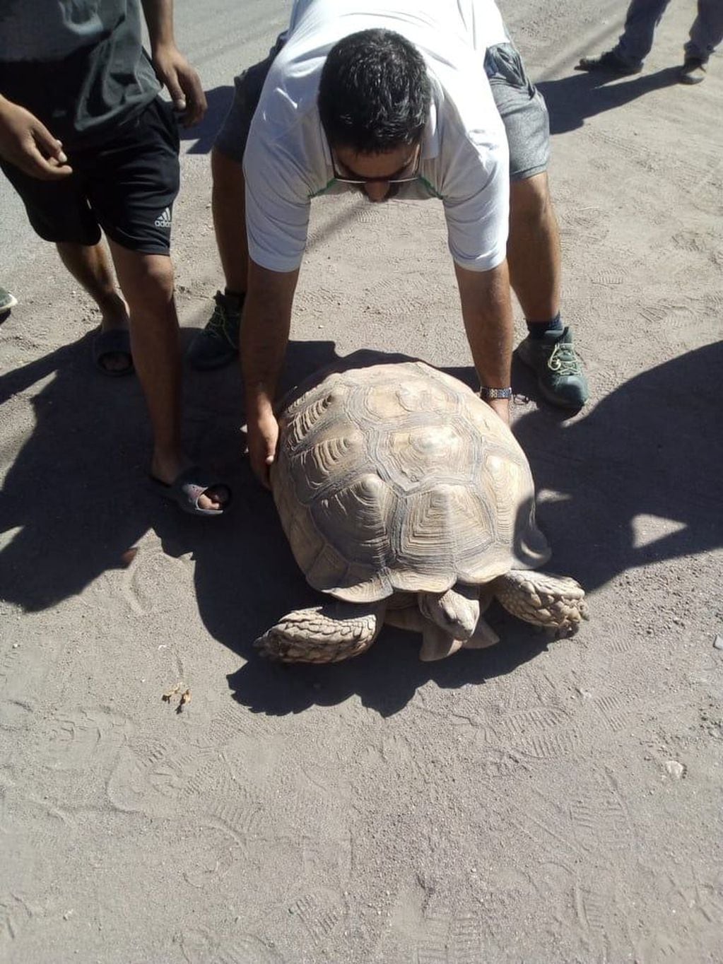 La tortuga iba cruzando una de las avenidas principales de San Rafael, cuando sorprendió a los transeúntes. 