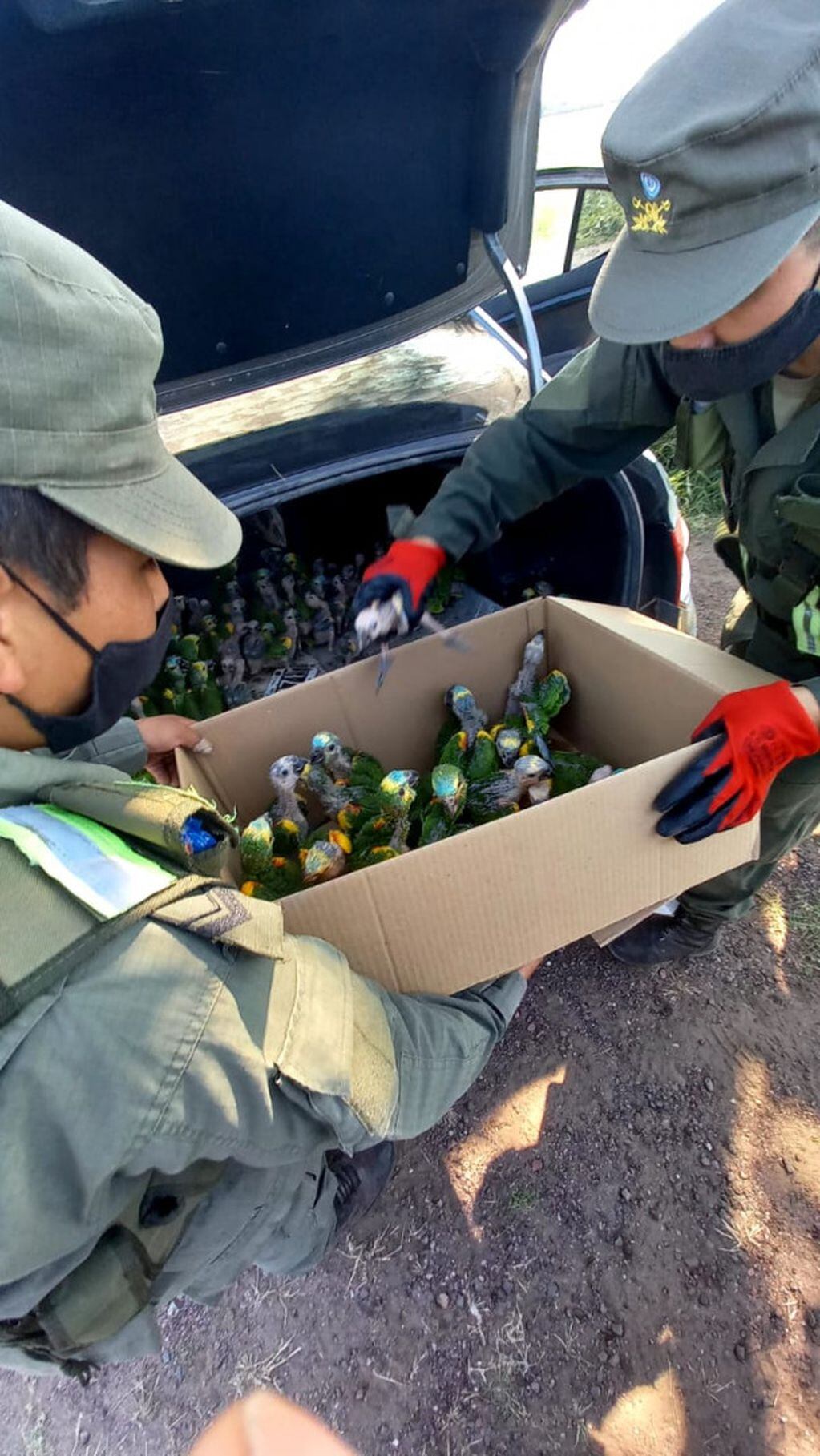 Gendarmería Nacional rescató en el Chaco a 100 loros que iban a ser vendidos en el mercado ilegal.