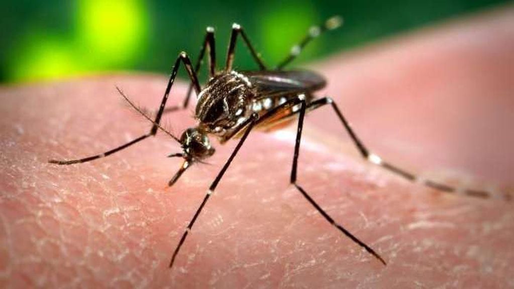 Argentina atraviesa un brote histórico de dengue. 