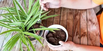 Cómo usar los restos del café como abono para las plantas del jardín