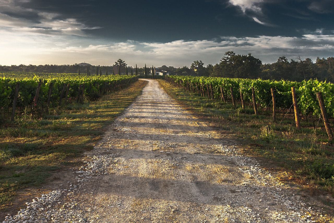 Una popular región francesa busca una alternativa para contrarrestar la producción de vino.