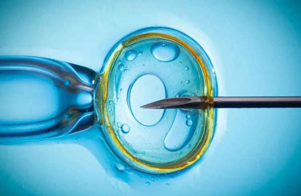 Científicos de Israel cultivaron“modelos de embriones humanos” sin usar esperma ni óvulo.