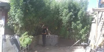 "bosque" de marihuana en maipú