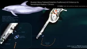 EEUU acusa a Rusia de usar “delfines espías” en la guerra con Ucrania