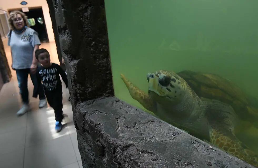 Jorge llegó al acuario de Capital hace más de 30 años. Miles de niños van a visitarlo cada año por ser el más popular del lugar. / Foto: Jose Gutierrez / Los Andes