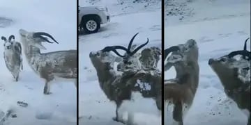 Supuestos animales congelados en Noruega
