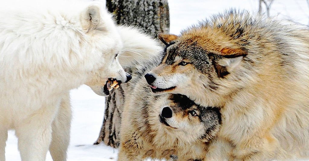 Historias de amor verdadero: 12 especies de animales que eligen una pareja  de por vida