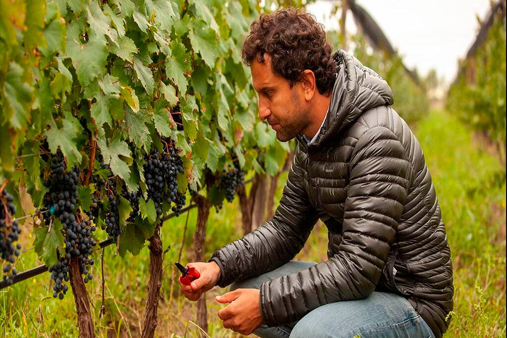 Esto lo convierte en el productor de vinos orgánicos más importante del país, con la proyección hacia 2025 de multiplicar esta superficie.