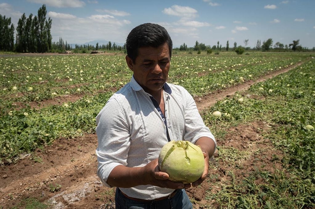 Juan Calero perdio toda su producción de melones en una de las últimas tormentas de 2021