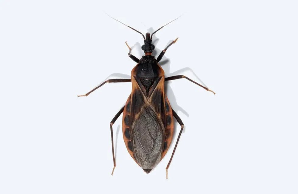 La enfermedad de Chagas es potencialmente mortal ya que puede provocar insuficiencia cardíaca congestivas.