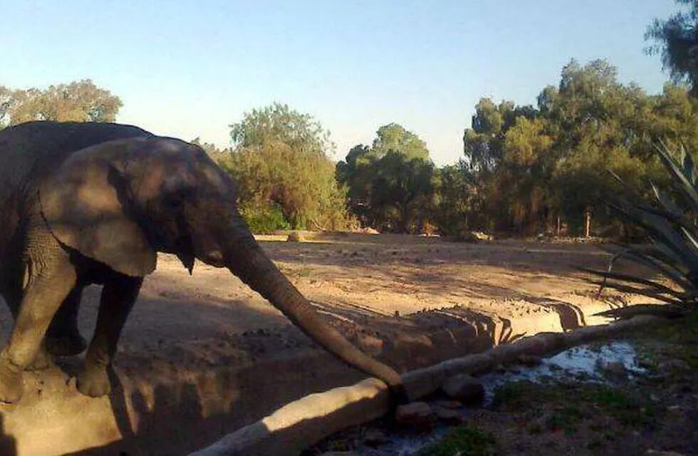 Un elefante del Zoo está enfermo y quedó en observación