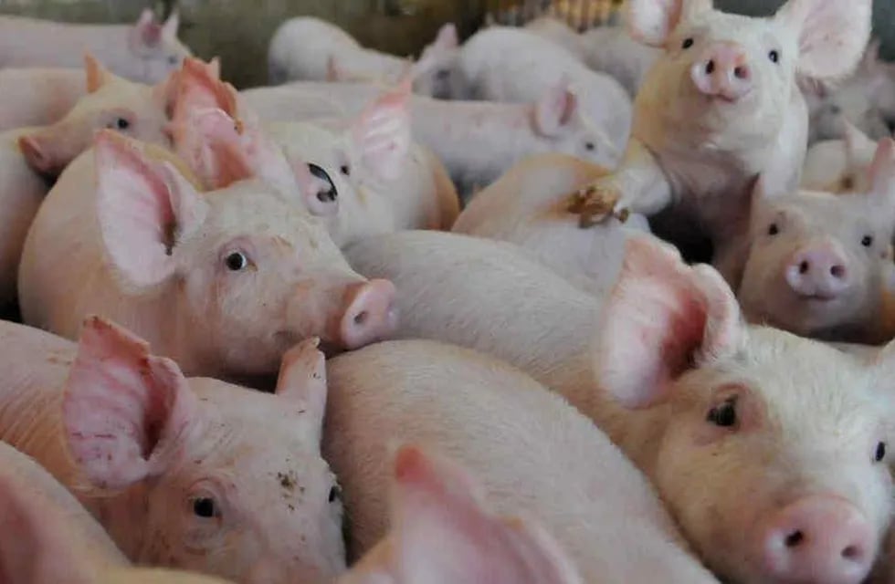 ¿Qué es la peste porcina africana y por qué el Senasa declaró la alerta sanitaria en toda Argentina? (Imagen ilustrativa / Web)