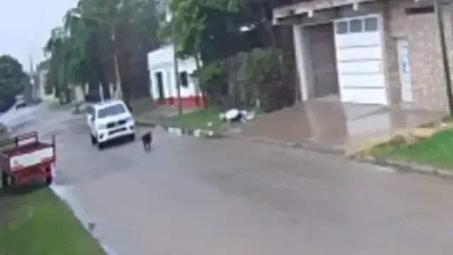 Sobreseyeron a tres policías que atropellaron y mataron a un perro en Corrientes: el insólito argumento del fallo