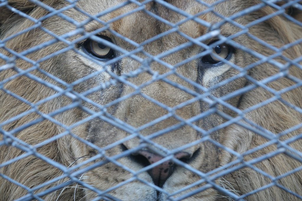 La historia del mendocino al que un león le mutiló el brazo de niño y, 20 años después, fue condenado por abuso. Foto:
Claudio Gutierrez / Los Andes.
