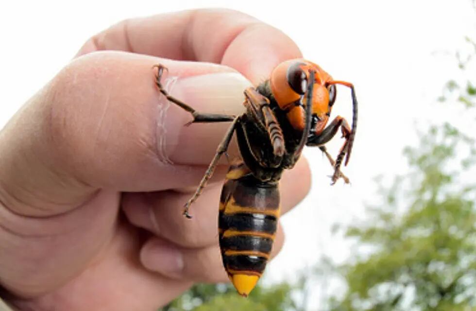 Alerta en EEUU por un avispón asiático que mata personas y destruye colmenas de abejas -  Imagen ilustrativa / Web