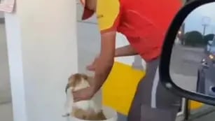 Un playero se volvió viral después de bañar a un perrito para que no sufra del calor