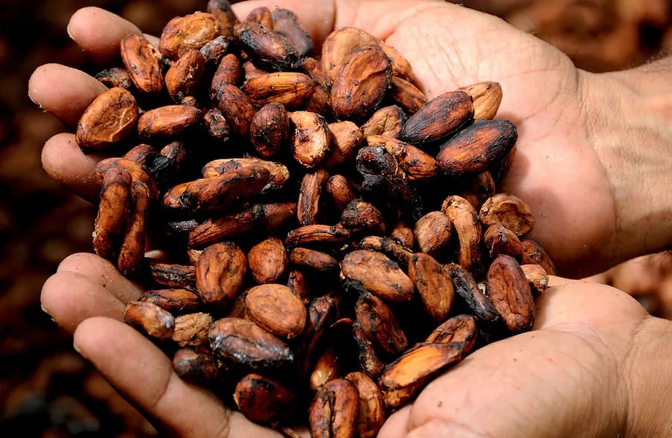 El cacao aporta nutrientes valiosos como la fibra, que ayuda a regular el tránsito intestinal. | Imagen ilustrativa / Web