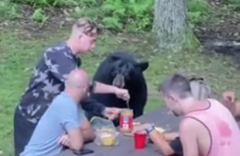 Un oso negro apareció mientras un familia estaba comiendo y se quedó con ellos a disfrutar de la comida.