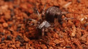 Una araña mendocina se alimenta de hormigas y protege a la vid