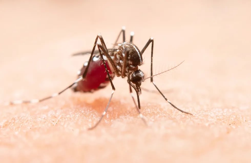 Prevención contra el dengue. (imagen ilustrativa Freepik)