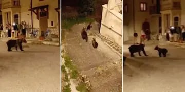 Una osa llevó a sus oseznos a pasear a un pueblo italiano y se hizo viral