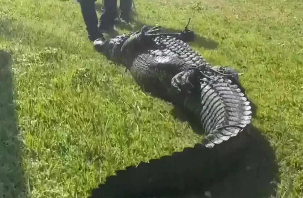 Video: una mujer murió atacada por un cocodrilo cuando quiso evitar que se  comiera a su perrito