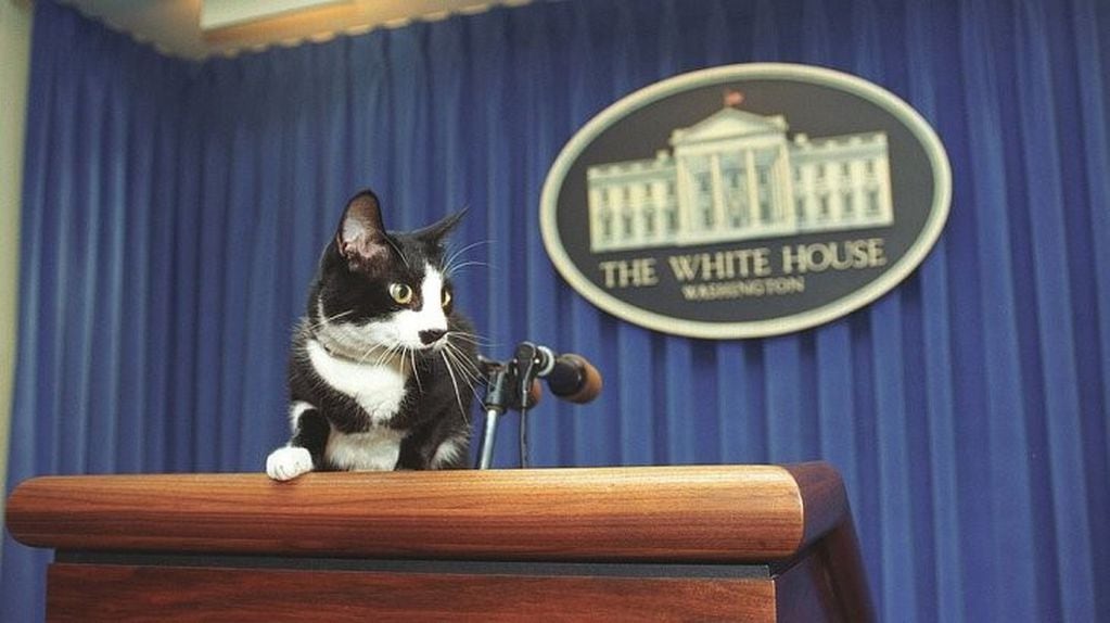 Socks fue el gato de la Casa Blanca durante la presidencia de Bill Clinton
