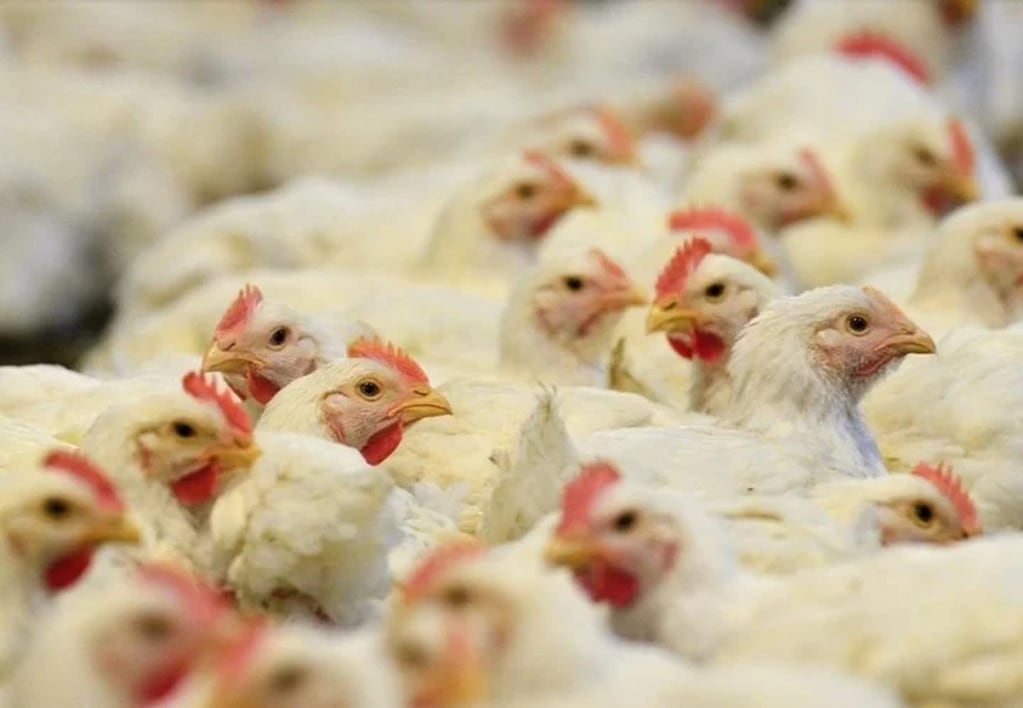Los embarques de carne de pollo aumentaron 1,5% entre enero y mayor de este año