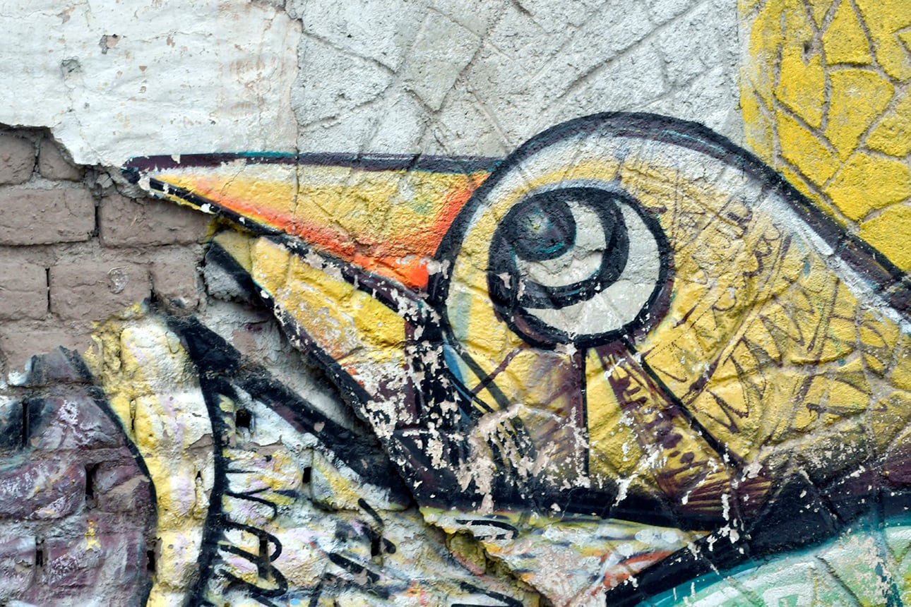 Miradas, pájaros mimetizados en los paredones de barro. Foto: Orlando Pelichotti
